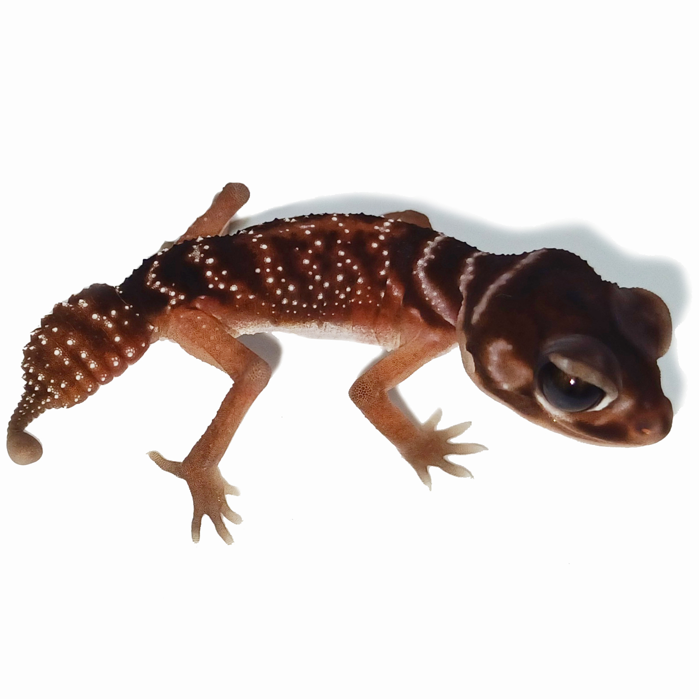 Nephrurus levis levis – Smooth knob-tailed gecko