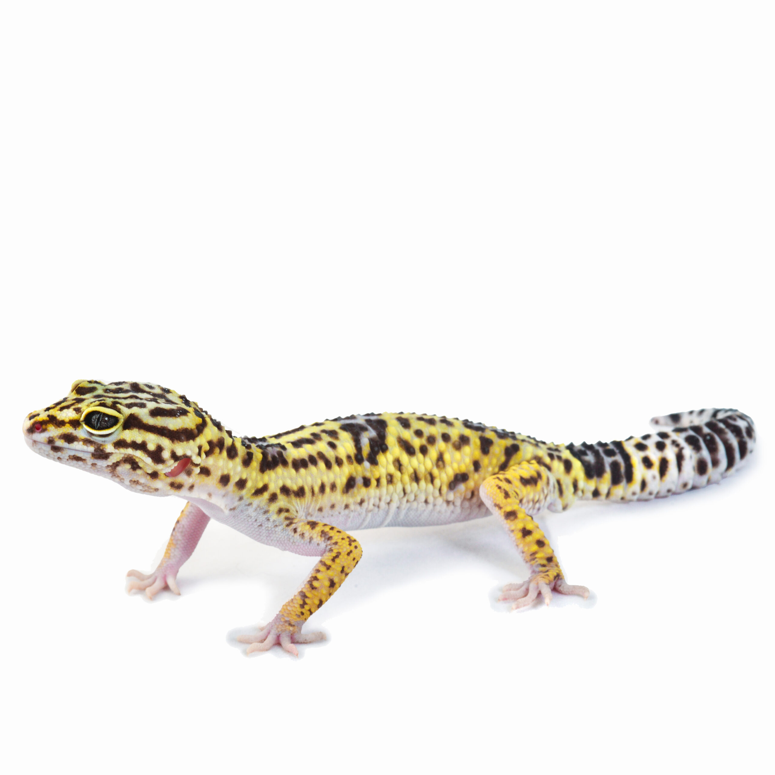 Iranian leopard gecko – Eublepharis angramainyu