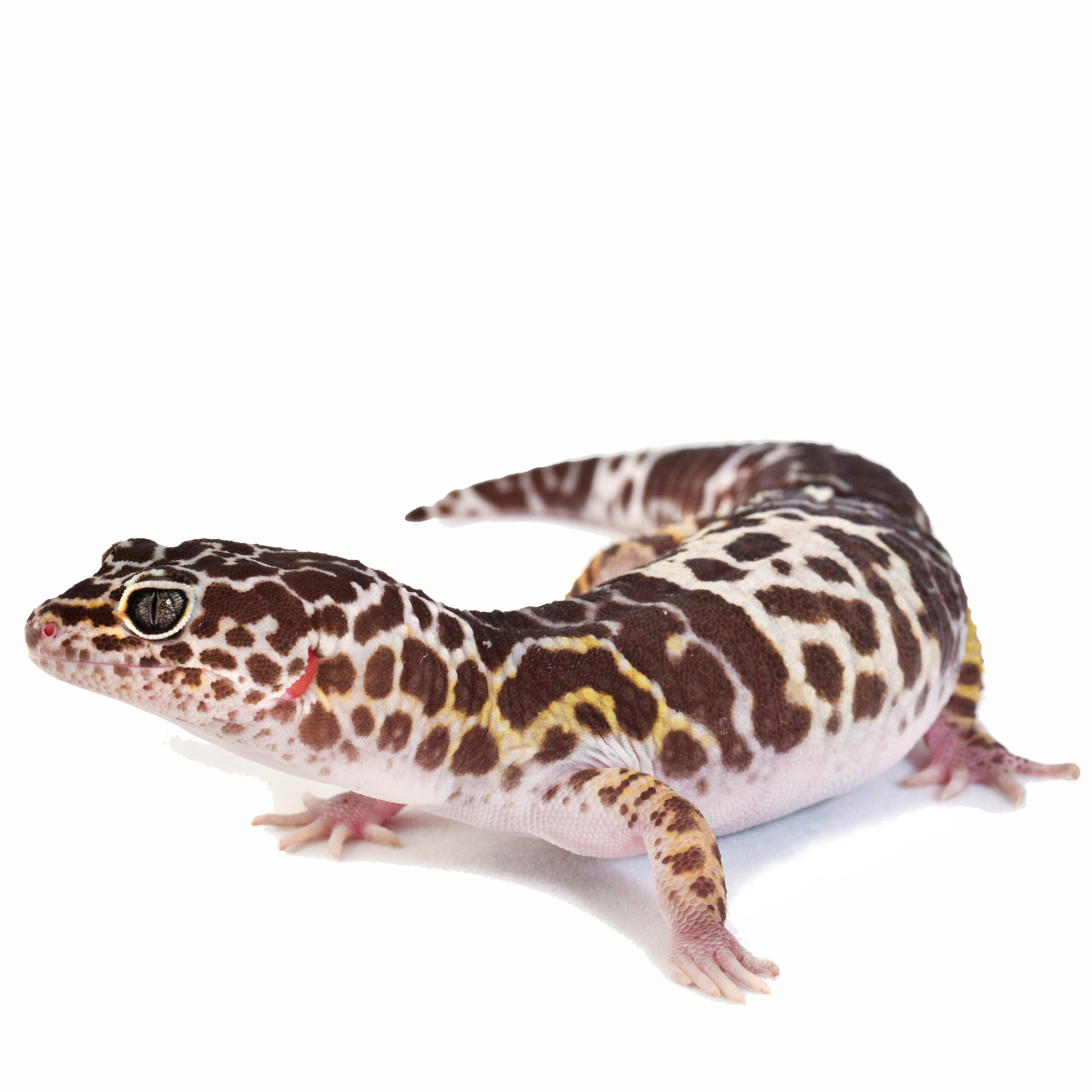 West Indian Leopard Gecko – Eublepharis fuscus 