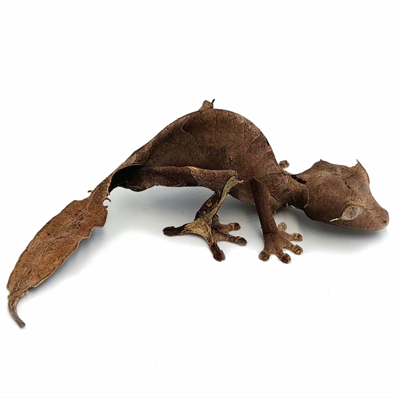 Satanic leaf-tailed gecko – Uroplatus phantasticus