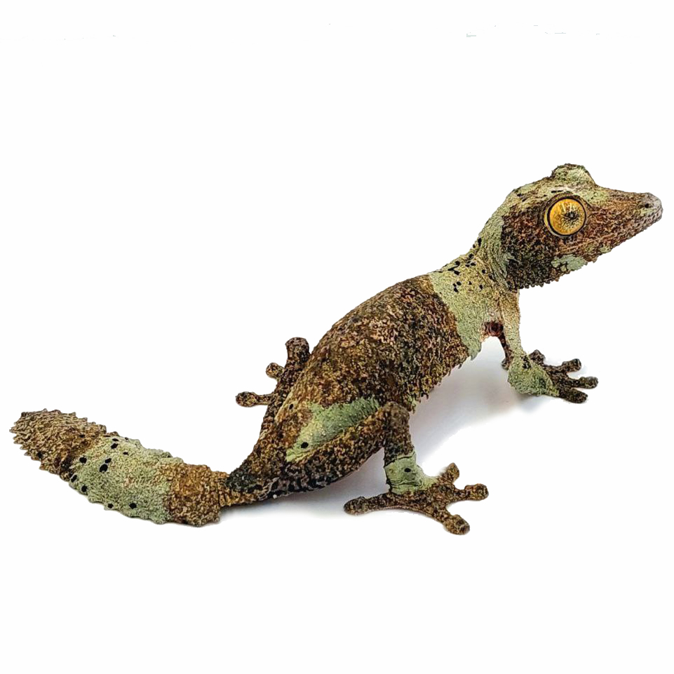 Southern leaf-tailed gecko – Uroplatus sikorae MDA