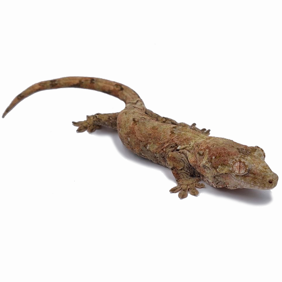 New Caledonian gecko (Mainland) – Mniarogekko chahoua 