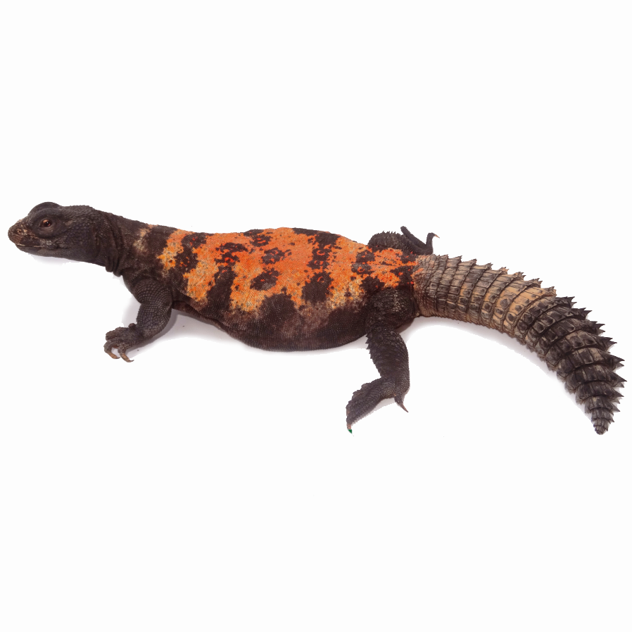 Red Band spiny-tailed lizard – Uromastyx dispar flavafasciata