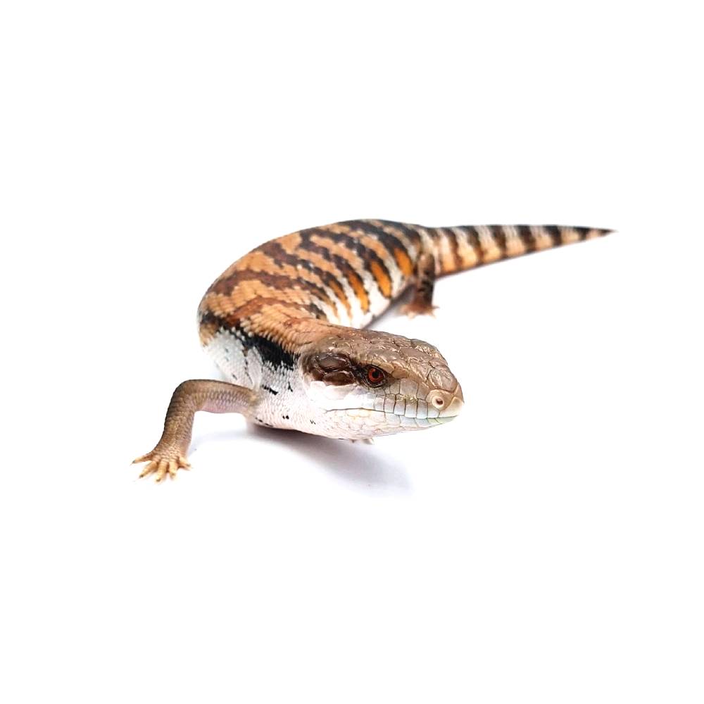 Western blue tongued skink – Tiliqua scincoides scincoides