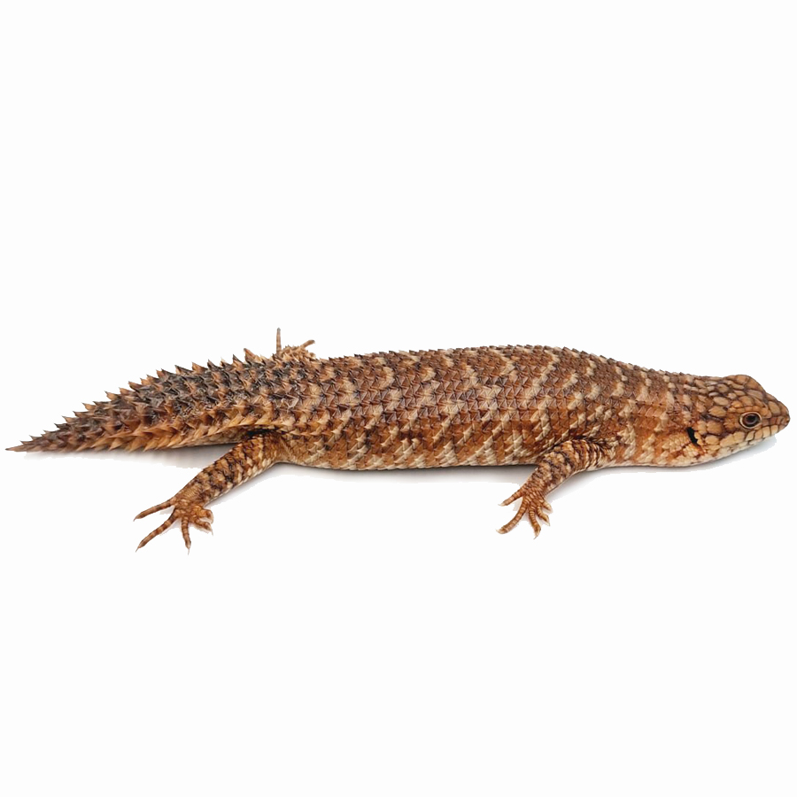 Stokes’s skink – Egernia stokesii
