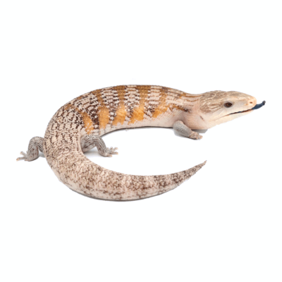 Northen Blue-tongued skink – Tiliqua scincoides intermedia
