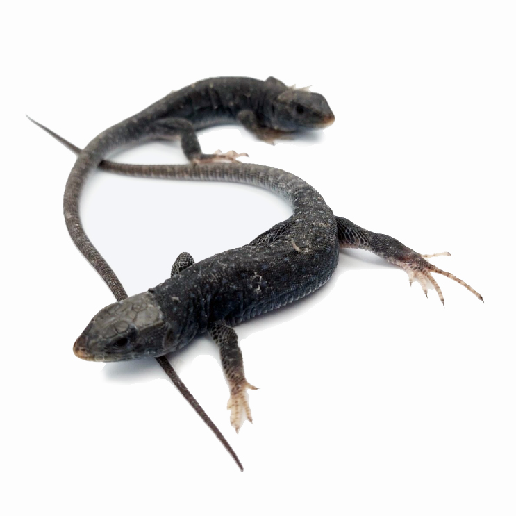 Jewelled lizard – Timon lepidus melanistic