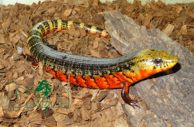 Costa Rican rainbow stripe (Diploglossus monotropis)