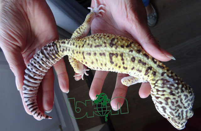 Iranian leopard gecko (Eublepharis angramainyu)