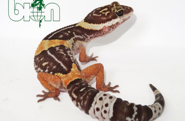 East Indian Leopard Gecko (Eublepharis hardwickii)