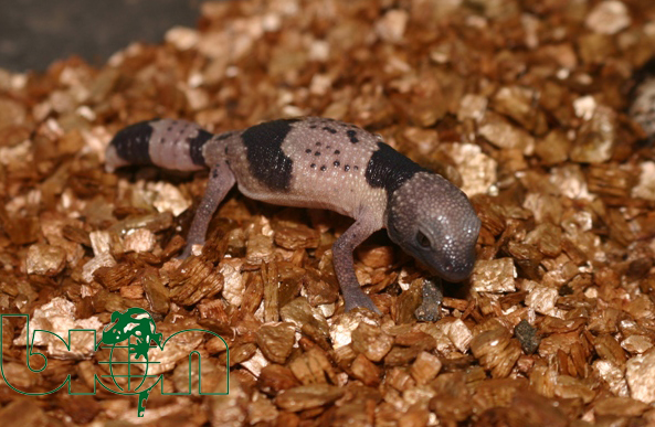 Taylor's fat-tailed gecko (Hemitheconyx taylori)