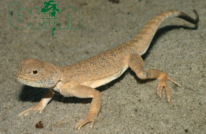 Toad-headed agama (Phrynocephalus mystaceus) care sheet