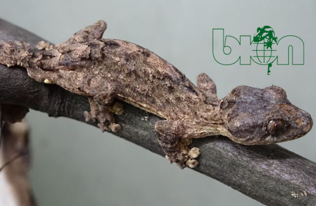 Northern leaf-tailed gecko (Uroplatus alluaudi)