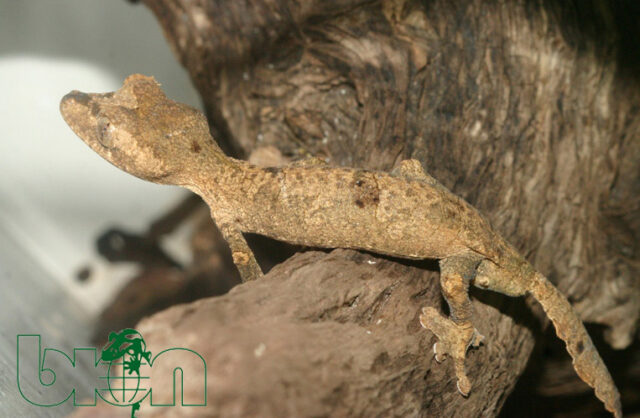 Gunther's leaf-tailed gecko (Uroplatus guentheri)