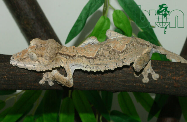 Giant leaf-tailed gecko (Uroplatus giganteus)