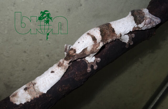 Henkel's leaf-tailed gecko (Uroplatus henkeli)