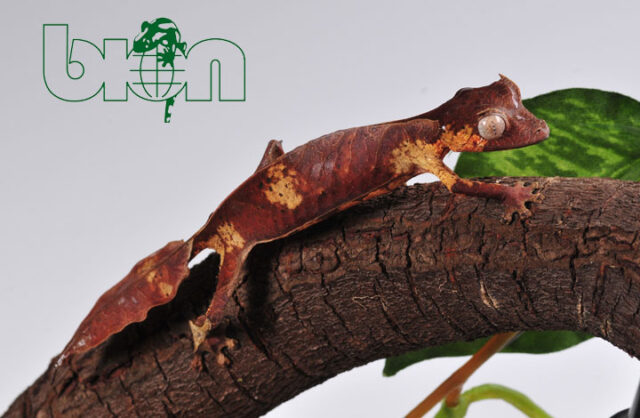 Satanic leaf-tailed gecko (Uroplatus phantasticus)