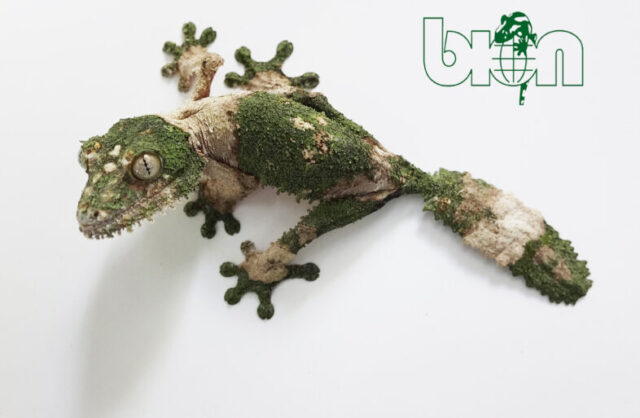 Mossy leaf-tailed gecko (Uroplatus sikorae)