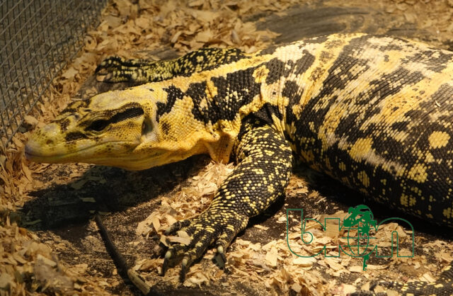 Yellow-headed water monitor or Cuming's water monitor