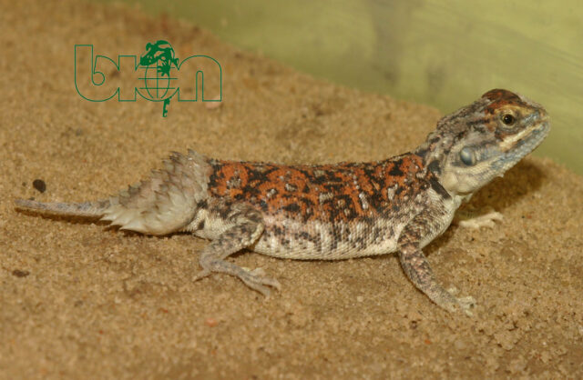 Shield-tailed agama (Хеnаgаmа taylori) care sheet