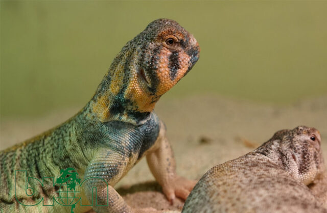 Omani Spiny-tailed lizard (Uromastyx thomasi)