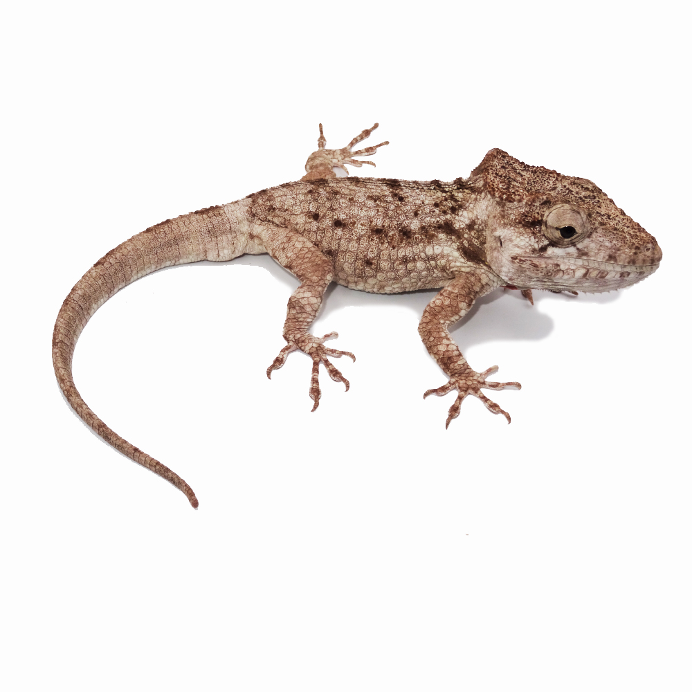 Oriente Bearded Anole – Chamaeleolis porcus