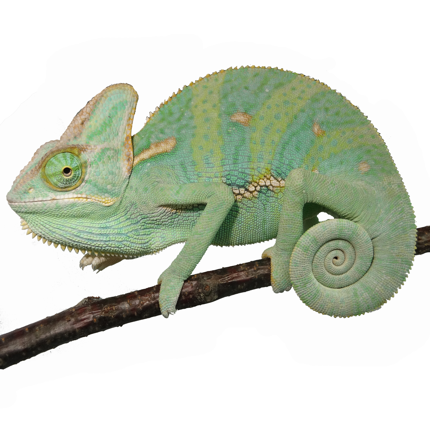 Veiled chameleon – Chamaeleo calyptratus