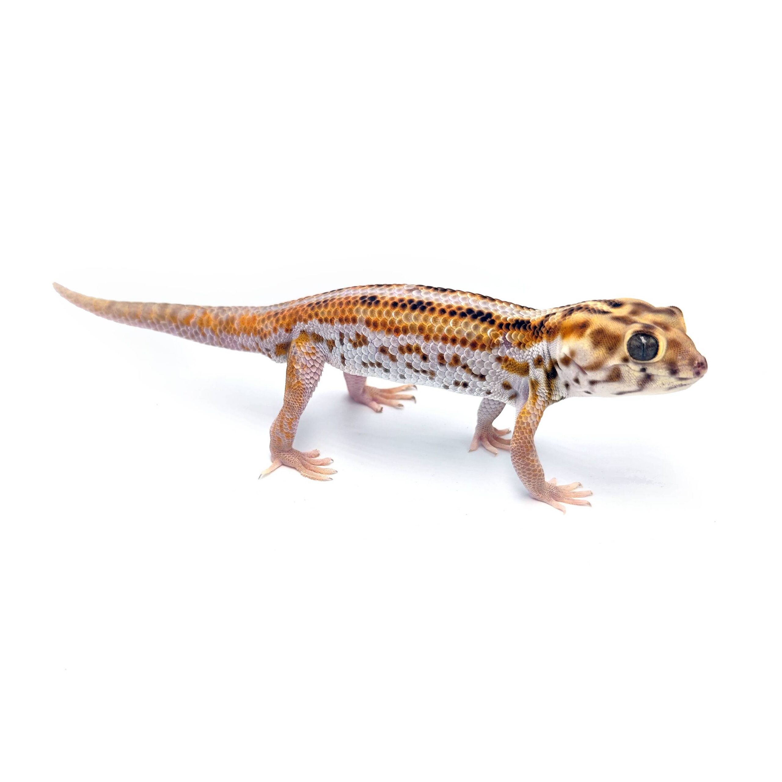 Giant frog-eyed gecko – Teratoscincus keyserlingii